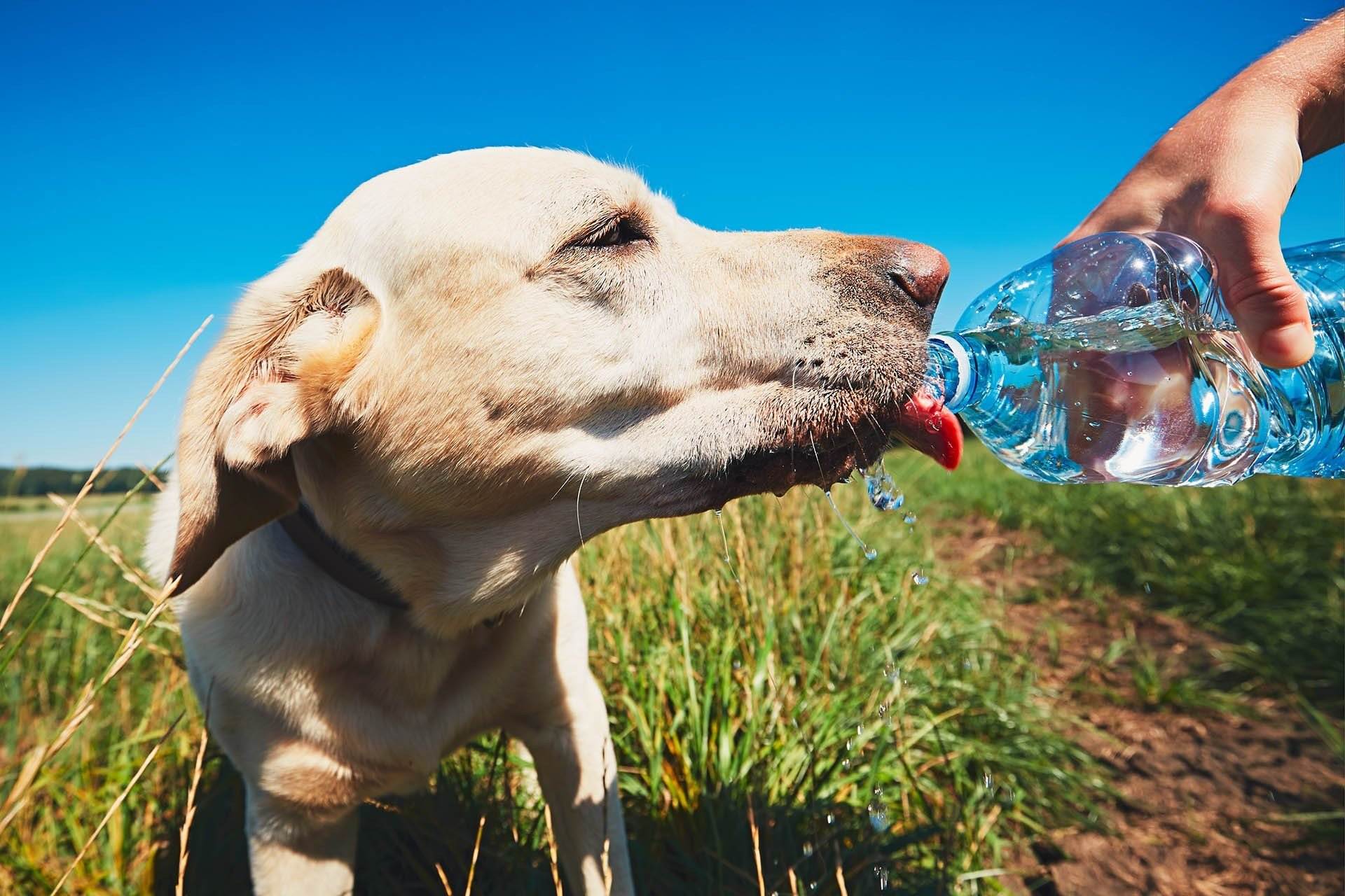 Почему собака пьет много воды: норма, причины, симптомы, лечение | petguru