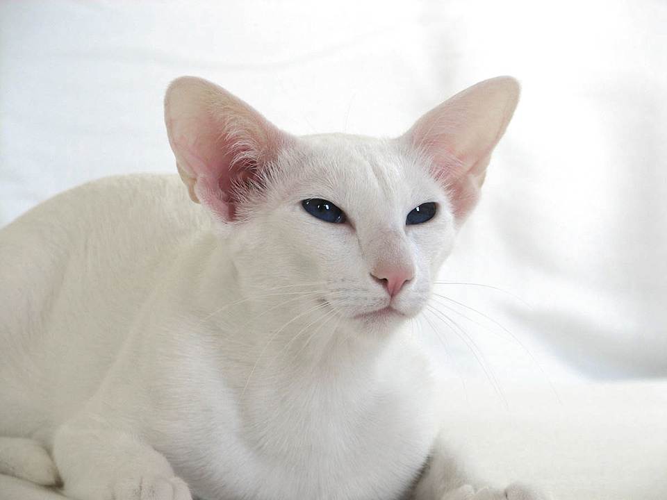 Форин вайт - описание породы и характер кошки
