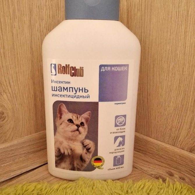 Как выбрать подходящий шампунь для кошек и котят