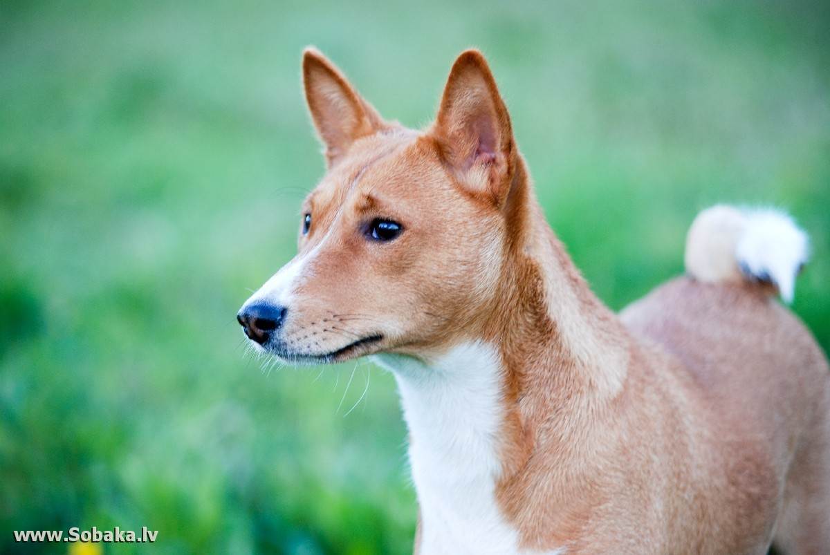 Басенджи: всё о собаке, описание породы и характеристика, фото, видео