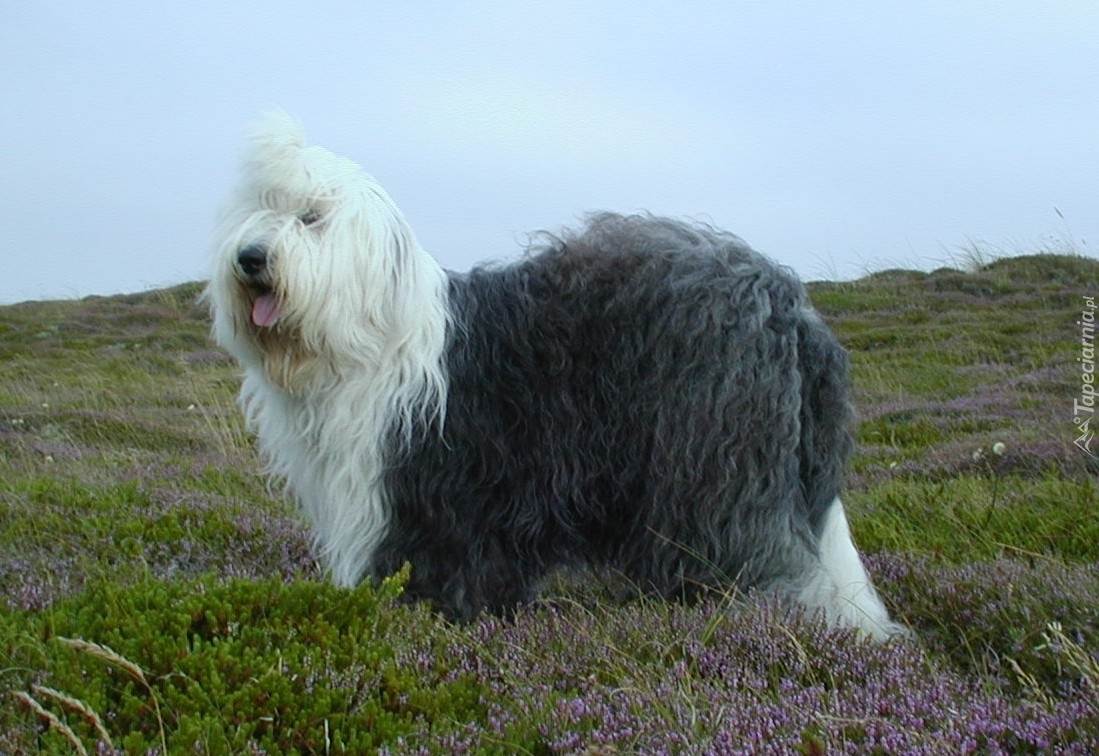 Бобтейл (собака) – фото, описание породы, характер, цена щенков