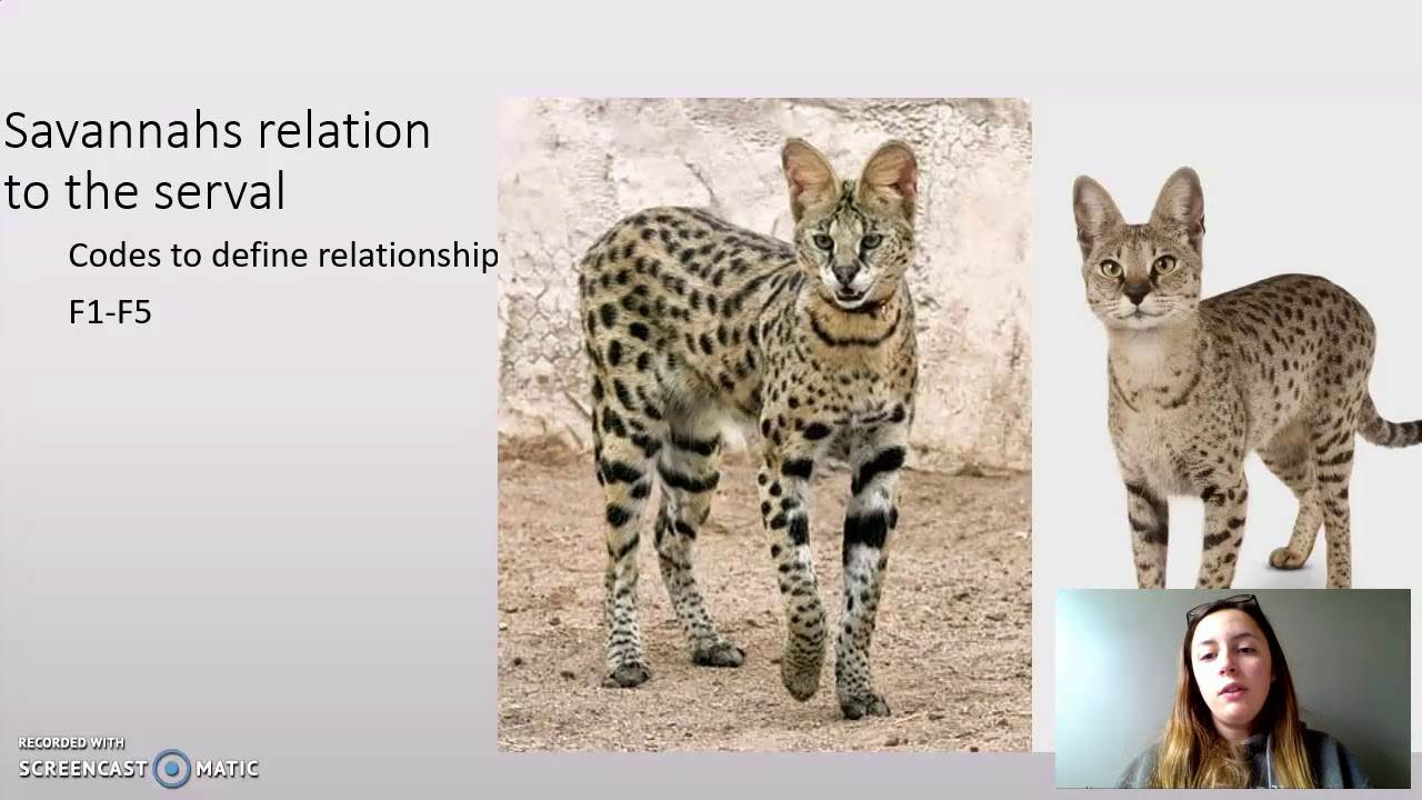 Самые редкие породы кошек