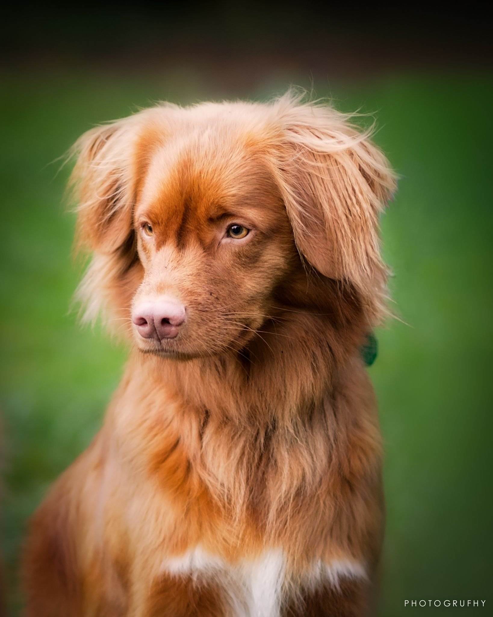Новошотландский ретривер: описание породы, характер, уход, фото | все о собаках