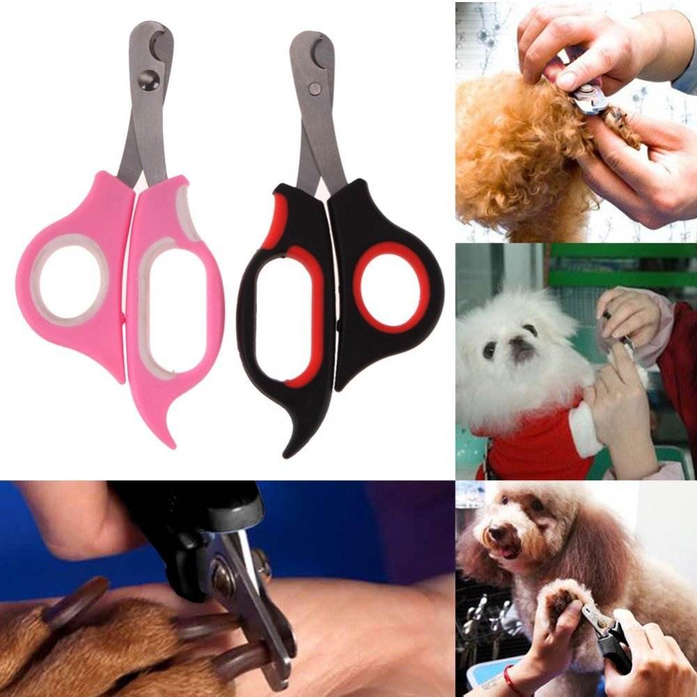 Как подстричь морду йорку: особенности и виды стрижек, необходимые инструменты, выполнение процедуры в домашних условиях