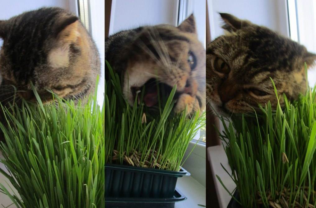 Выращивание травы для кошек в домашних условиях