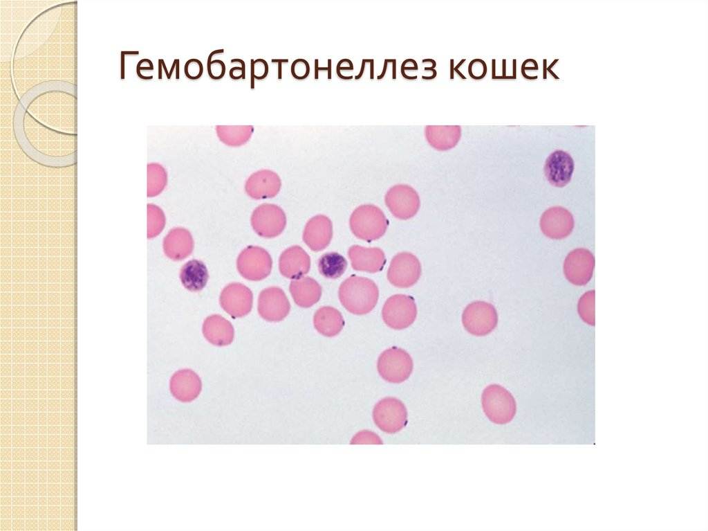 Гемобартонеллез кошек | бетховен – ветеринарная клиника, красноярск