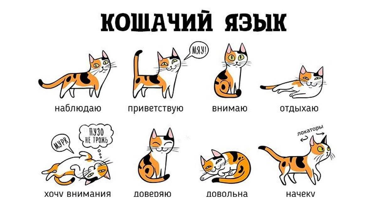 Описание кошачьего языка: существует ли разговорник и как понять что говорит кот
