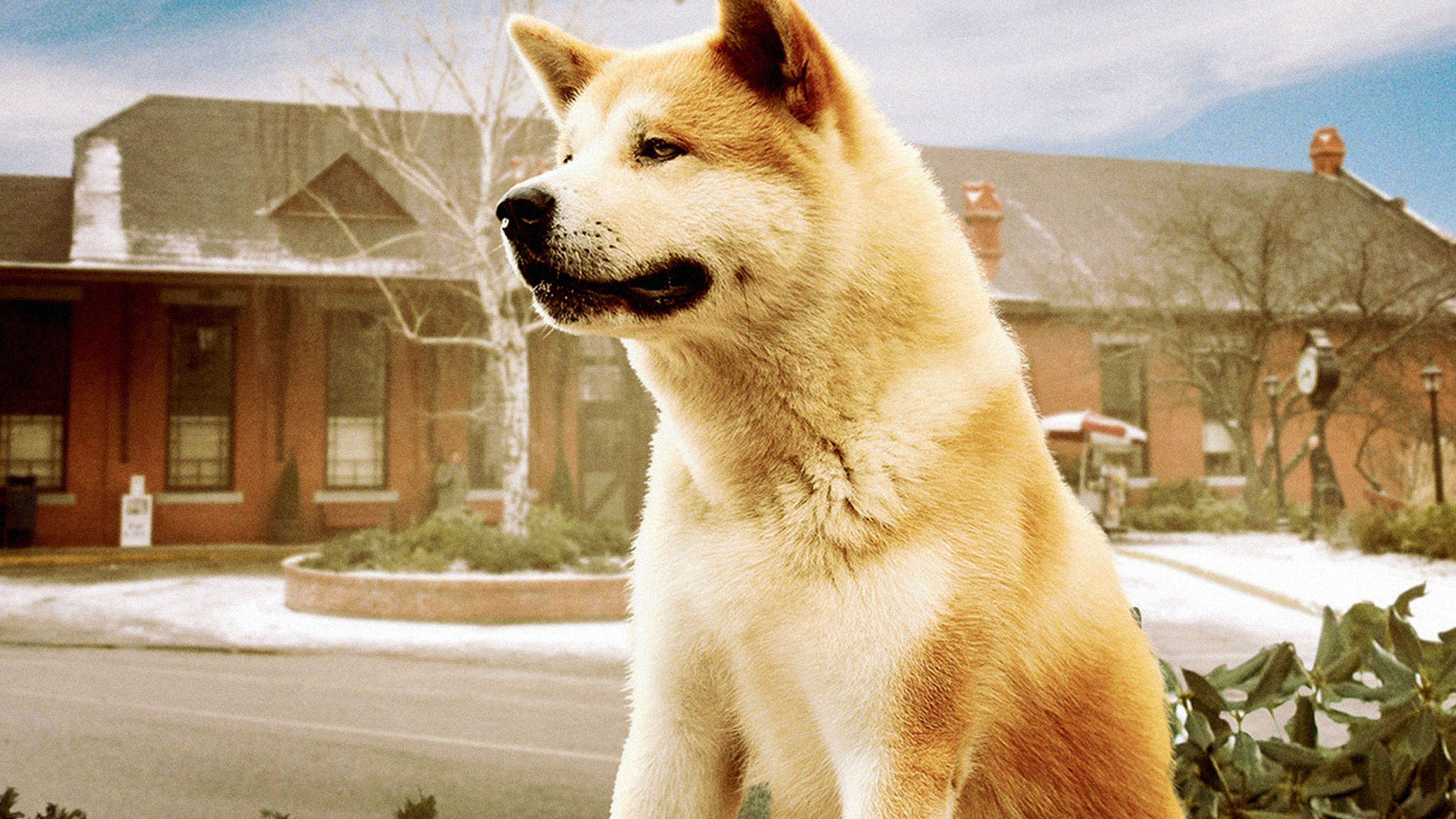 Собака хатико — реальная история, фото, название породы и фильмы