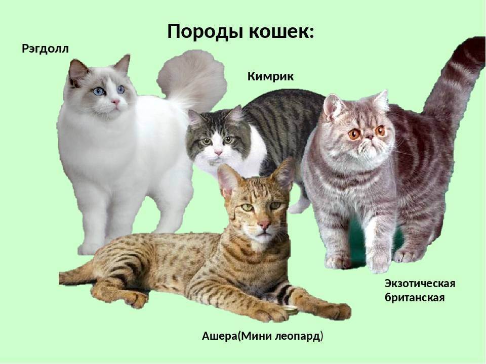 Корат кошка – описание породы с фото от а до я