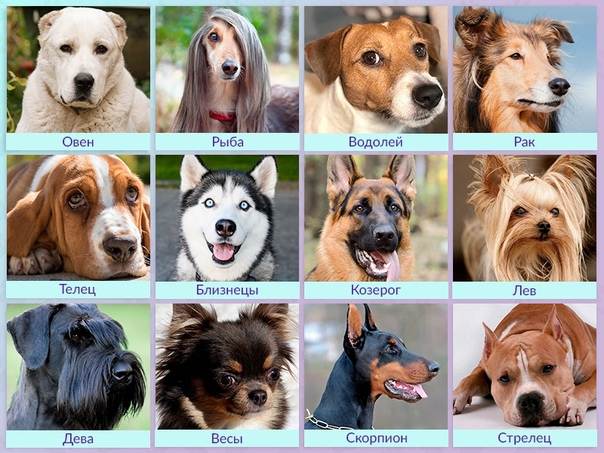 Идеальная порода собаки для каждого знака зодиака