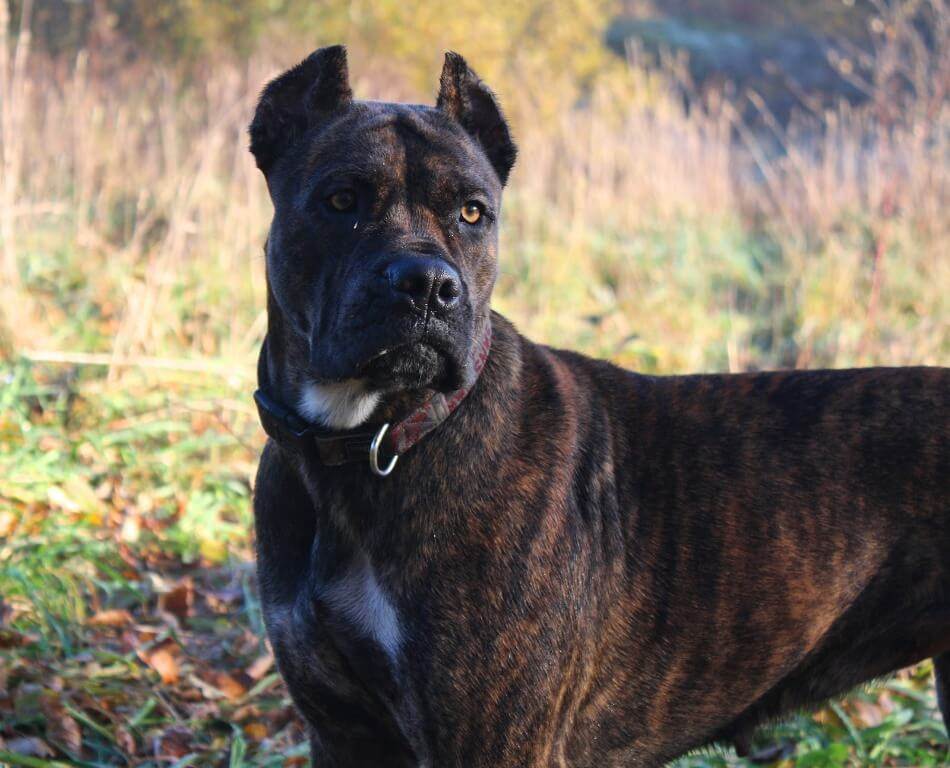Порода собак немецкий дог: фото, описание, характер, особенности содержания и отзывы владельцев