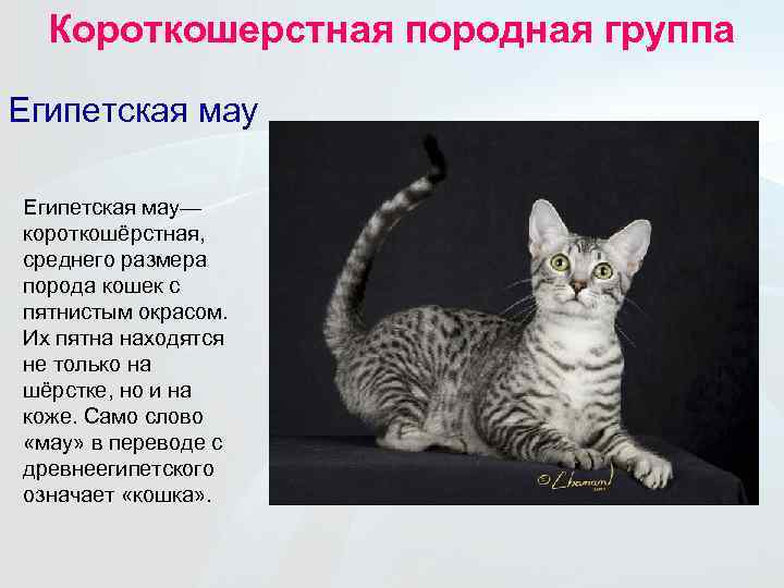 Аравийская мау: происхождение, породные особенности, содержание, здоровье, выбор