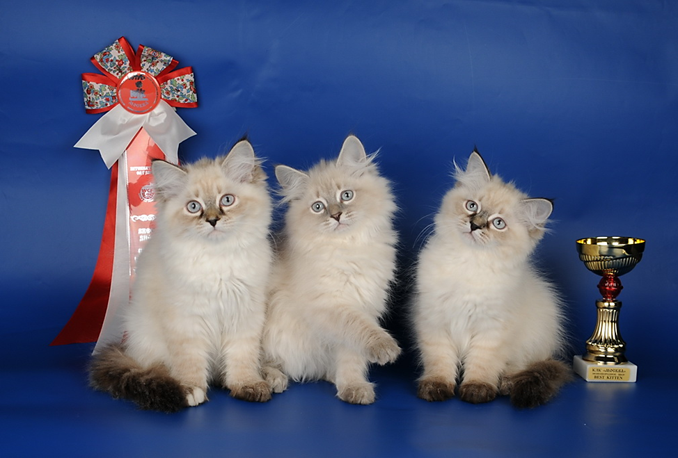 Невская маскарадная кошка: описание породы, особенности котов, характер, фото, правила ухода