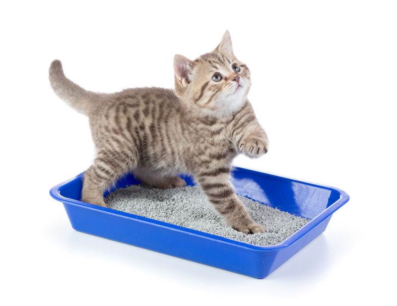Как быстро приучить котенка ходить в лоток | блог ветклиники "беланта"
