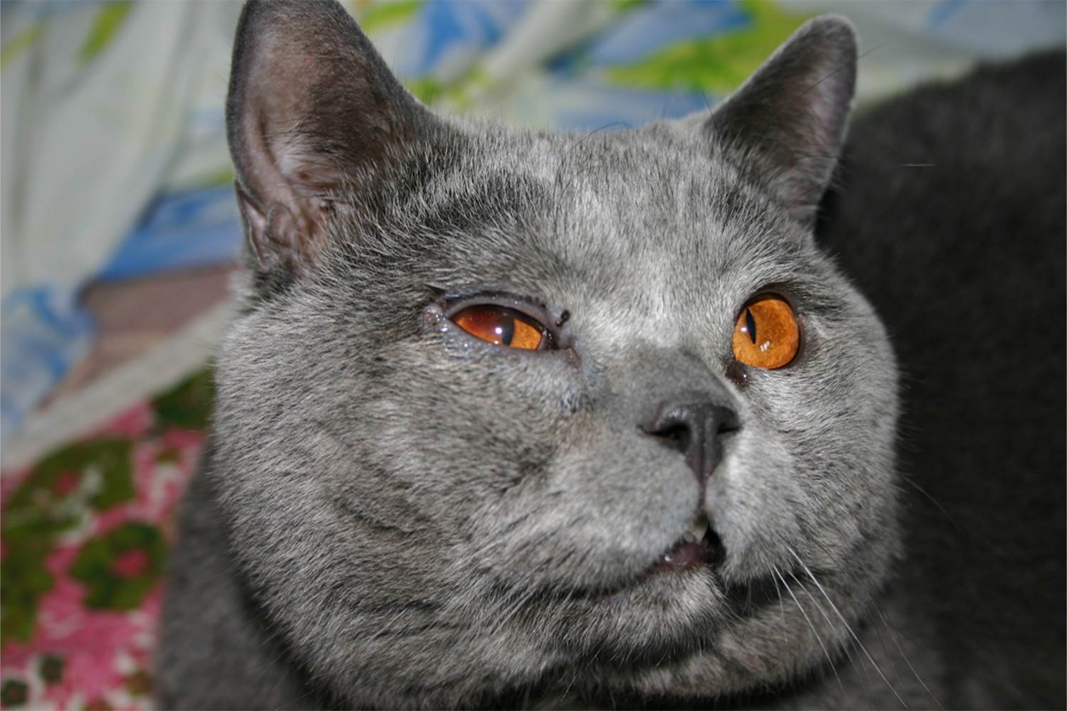У кошки слезится один глаз и щурится: что делать, красный глаз, выделения