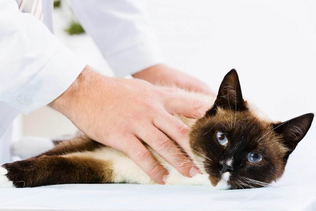 Лечение мастита у собак и кошек  | ветклиника "толстый лори"