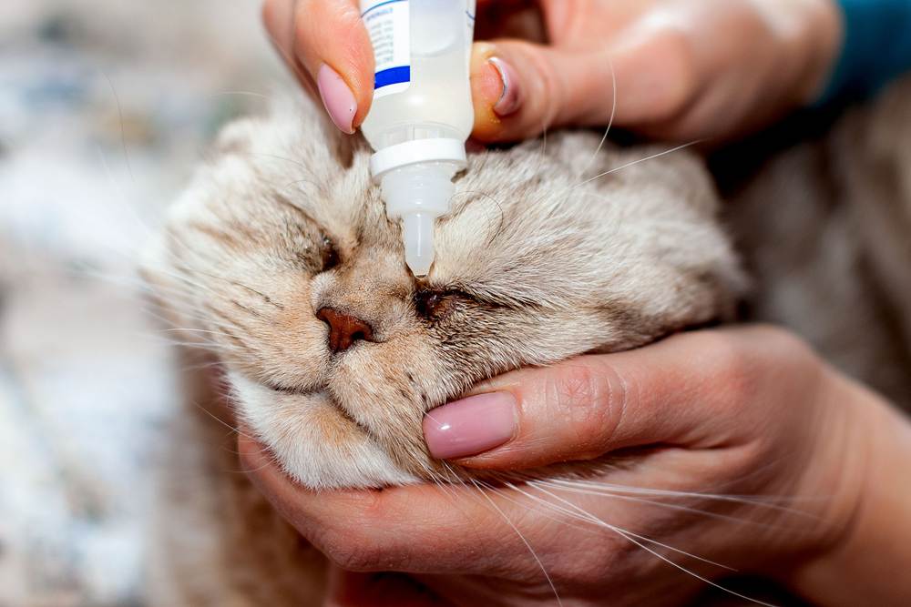 Конъюнктивит у кошек: лечение в домашних условиях