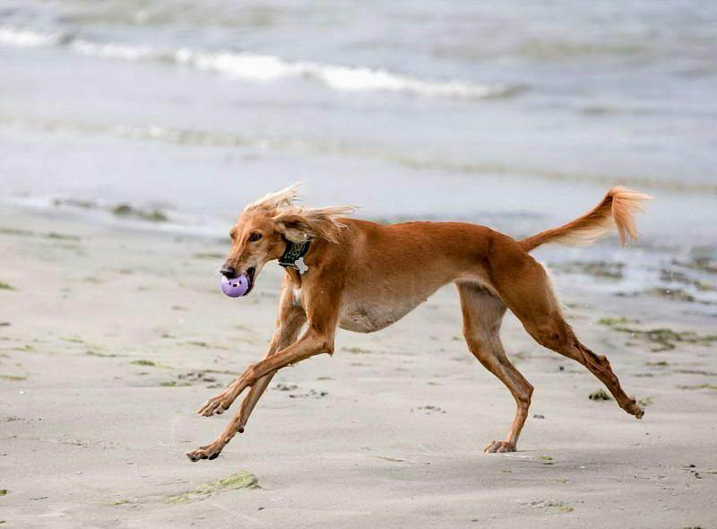 Топ-10 самых быстрых пород собак в рейтинге zuzako