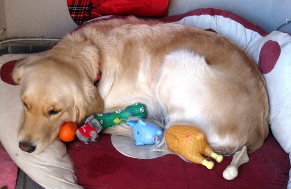 Ложная беременность у собак: причины, признаки и способы избавления | блог ветклиники "беланта"