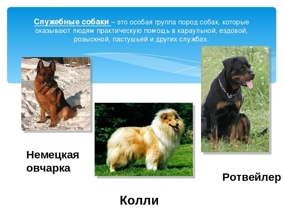 Служебные собаки: описание, популярные породы группы
