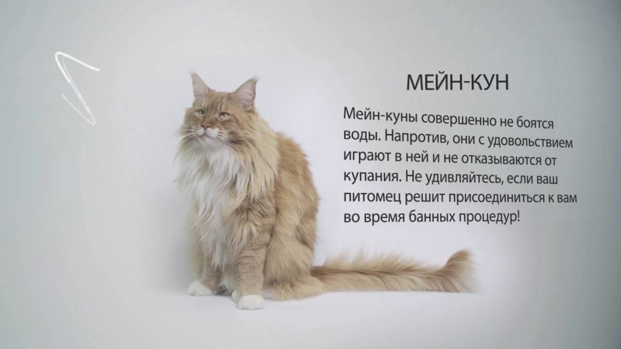 Породы кошек после мутаций, кошки-мутанты | блог ветклиники "беланта"