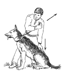 Как научить собаку команде «сидеть»? список правил и советов на сайте petstory