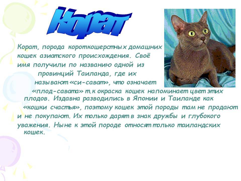 Корат: описание породы кошки, фото, характер, уход | voprosoff.net
