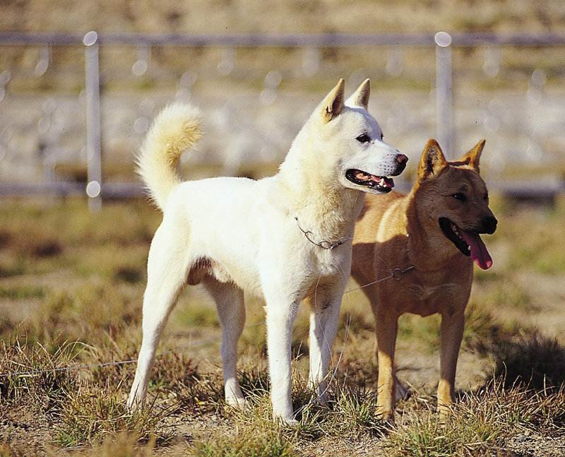 Корейский джиндо (чиндо): описание породы собак с фото и видео