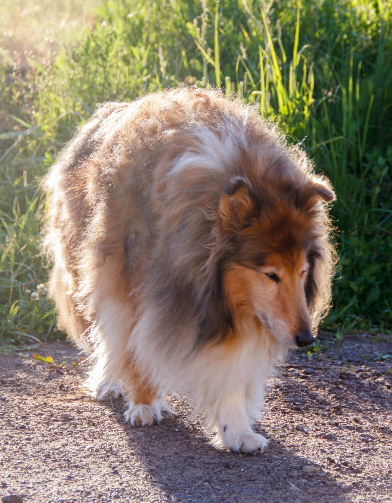Шелти (шетландская овчарка) ????: описание породы, характер, содержание и уход, фото собаки