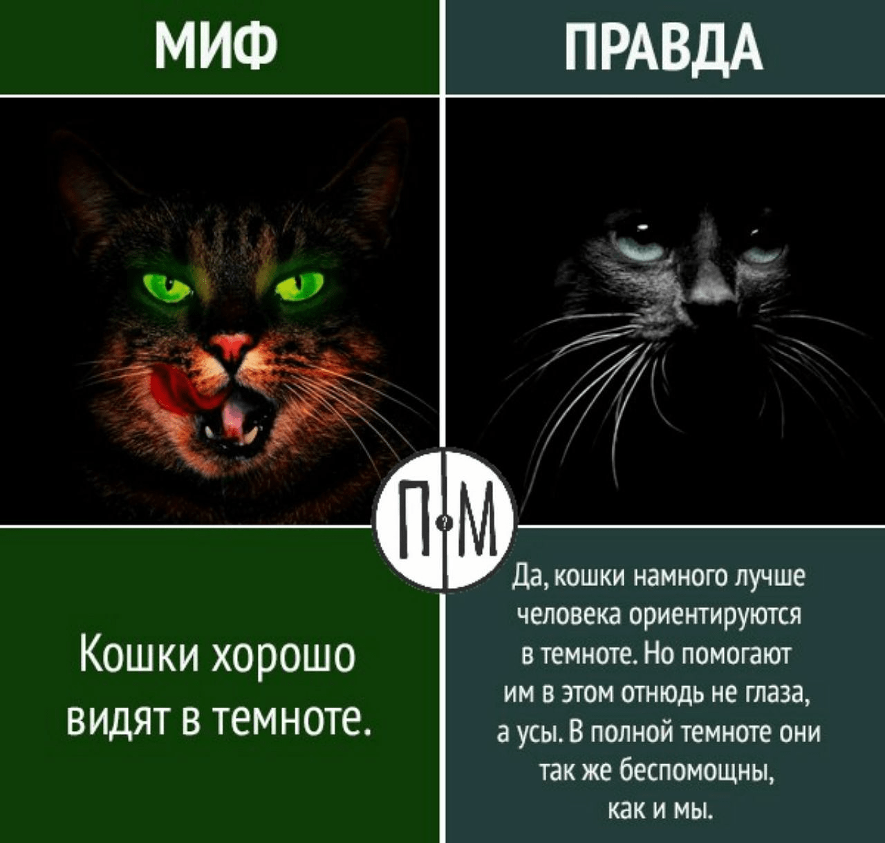 Почему кошки хорошо видят в полной темноте и видят ли вообще: ответ о зрении котов джанни родари