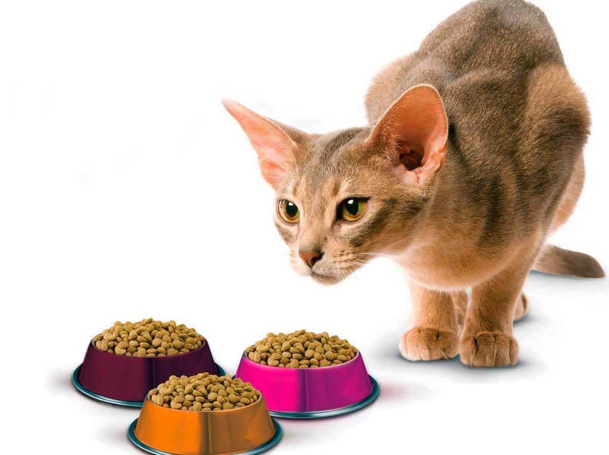 Можно ли кормить кошек разными влажными кормами