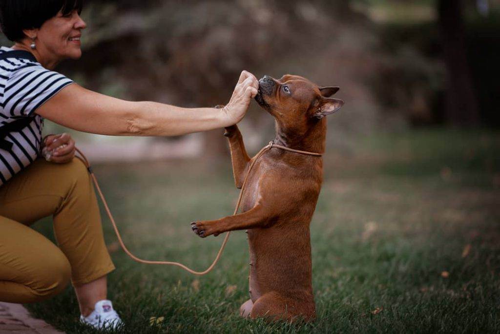 Собака питбуль: тренировки и правила воспитания питомца