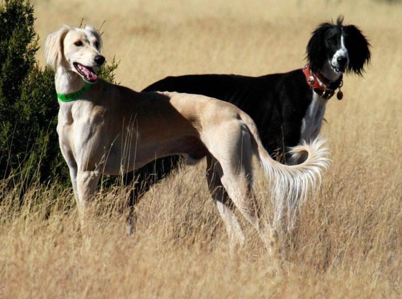 Охотничьи собаки - рейтинг и правила выбора гончих, борзых, норных, легавых и универсальных