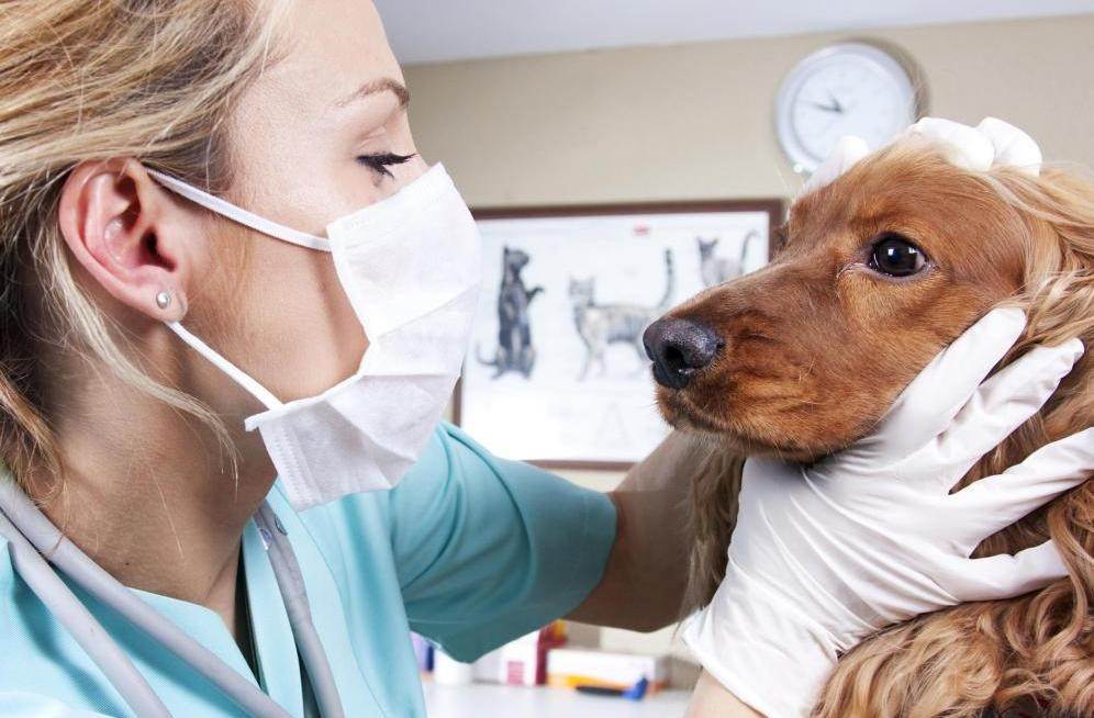 Инфекционные заболевания у собак