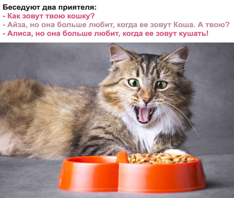 Почему кошки закапывают еду, миску - что это значит
