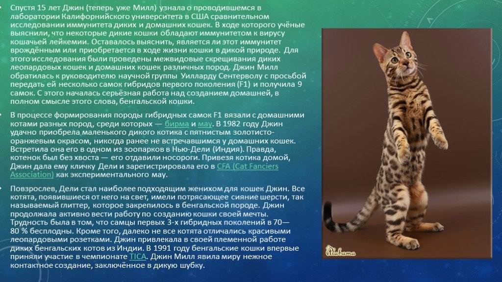 Кошка бенгальской породы: описание, уход
