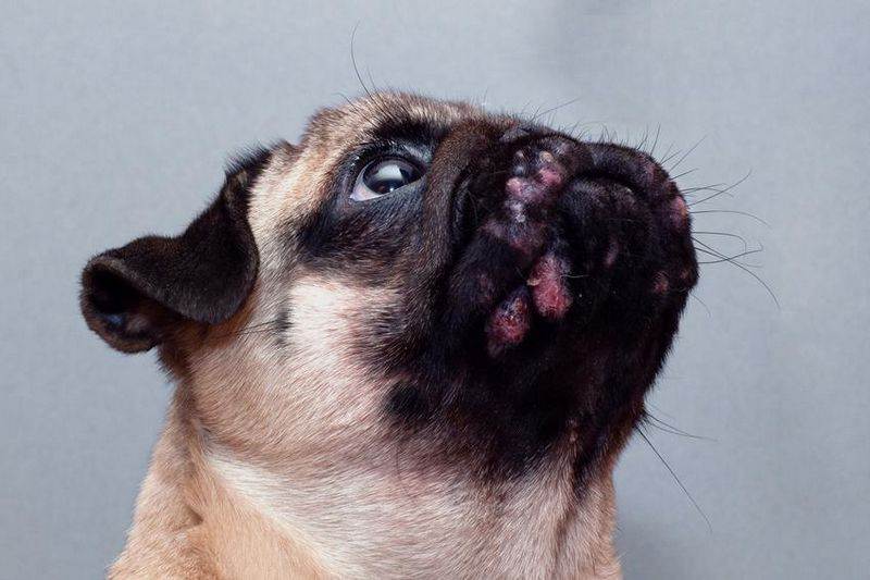 Дерматит у собаки - симптомы и лечение | фото блошиного, аллергического, атопического дерматита у собак – petadvisor