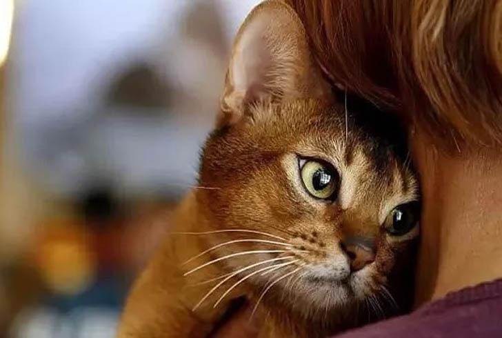 ᐉ как кошки проявляют любовь к хозяину – кот лезет целоваться - zoomanji.ru