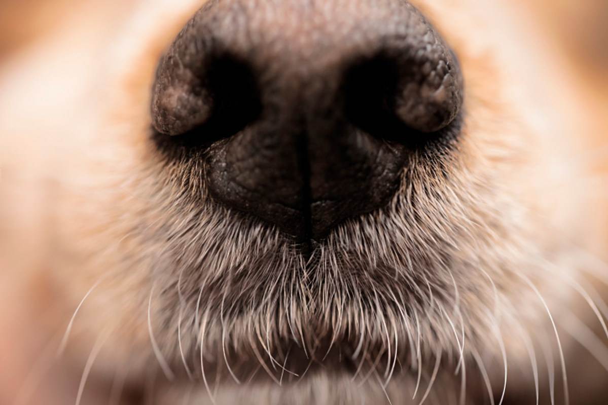 Какой должен быть нос у здоровой собаки | ваши питомцы