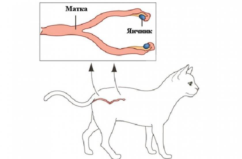 Гнойное воспаление матки у кошки (пиометра)