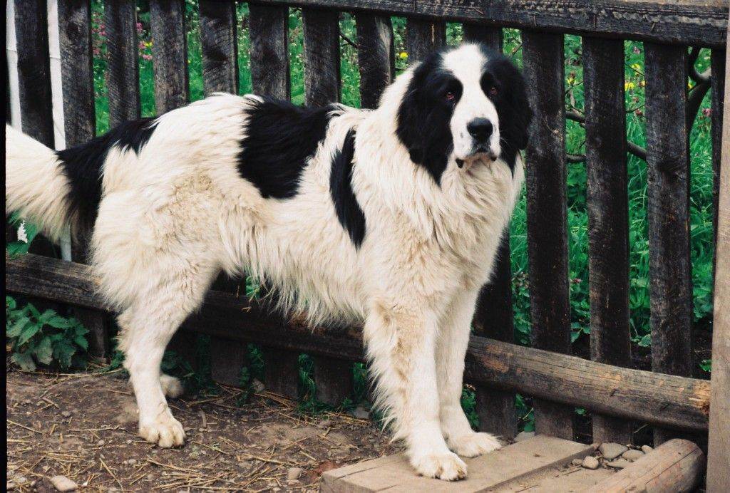 Южнорусская овчарка: 105 фото большой пушистой собаки и описание ее особенностей