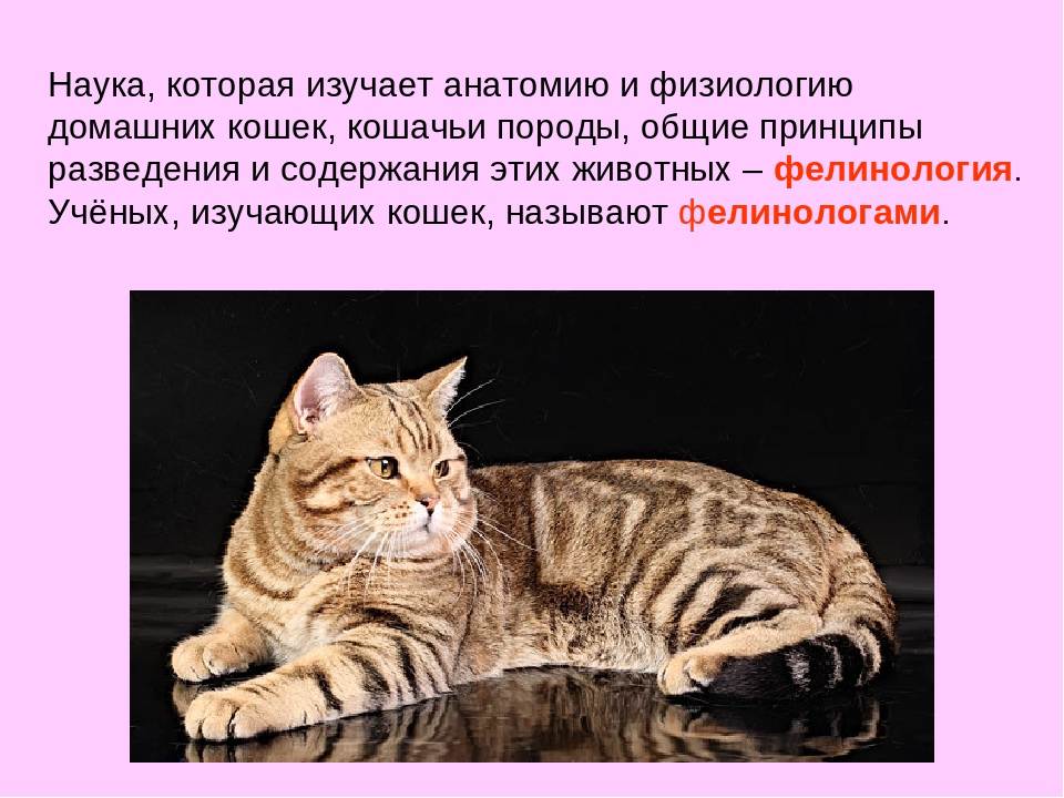Как называют людей которые изучают кошек. специалист по домашним кошкам: как называется и чем занимается