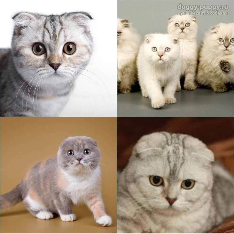 Как отличить шотландца от британца: как отличить британского котенка от шотландского: сравнение котят по породам
