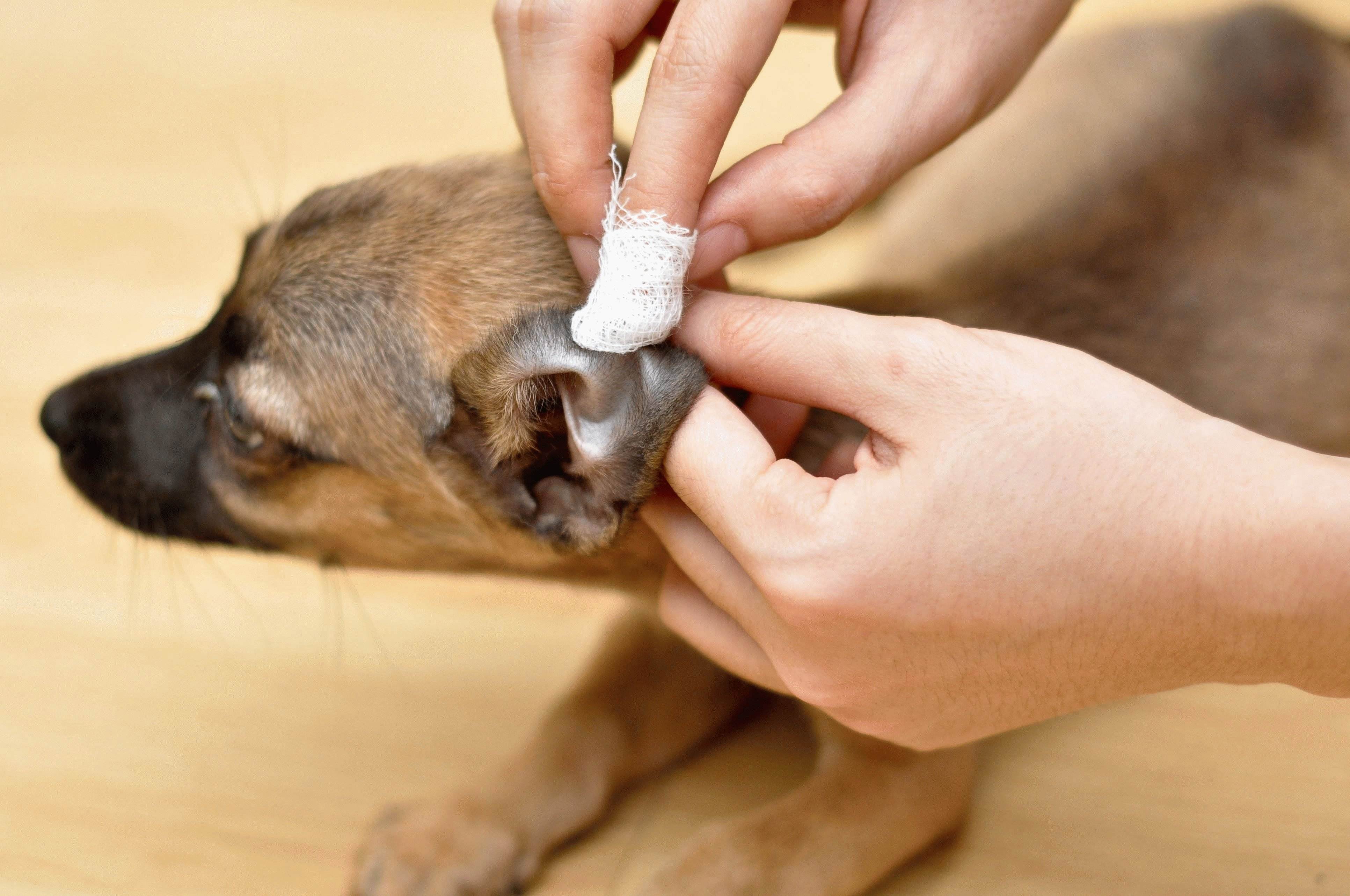 Собака чешет ухо: чем лечить зуд, почему питомец трясет головой и скулит, что это значит, лечение если чешутся ушки, что делать в домашних условиях