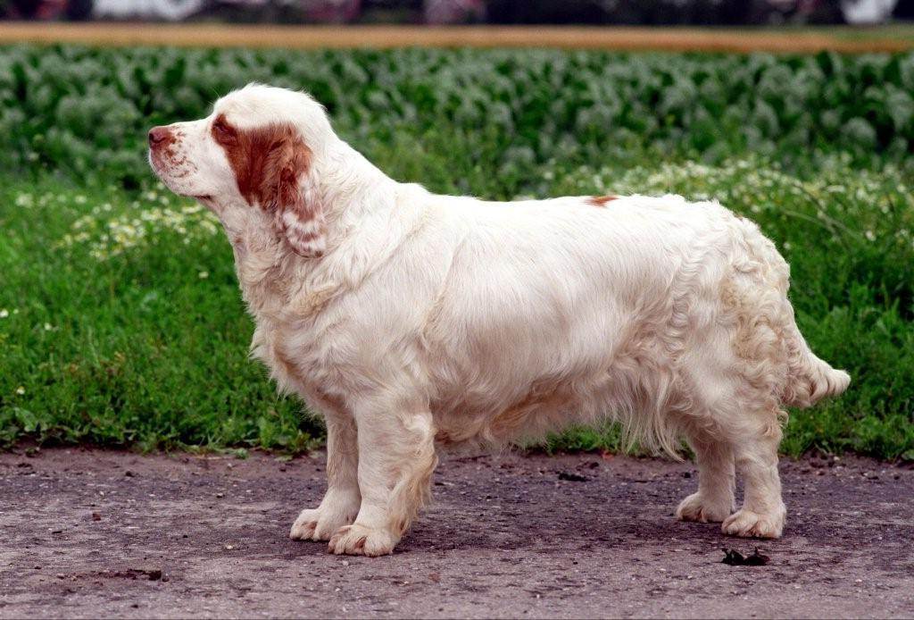 Кламбер спаниель собака. описание, особенности, виды, уход и цена породы