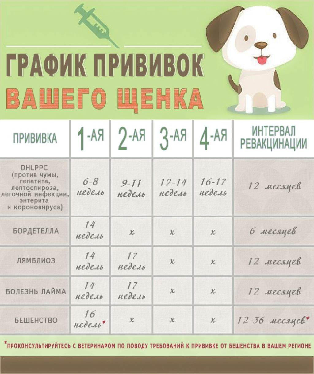 Прививки щенкам и взрослым собакам: таблица прививок собакам по возрасту, первая прививка щенку, последующие прививки до года