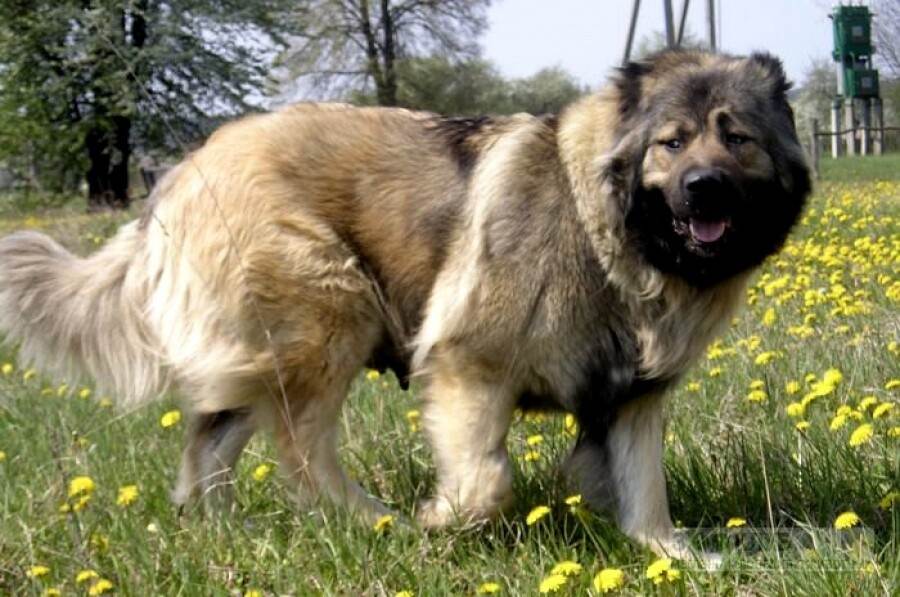 Русские охранные породы собак