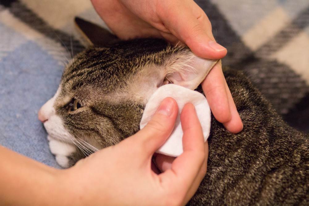 Грязные уши у котенка: причины и лечение