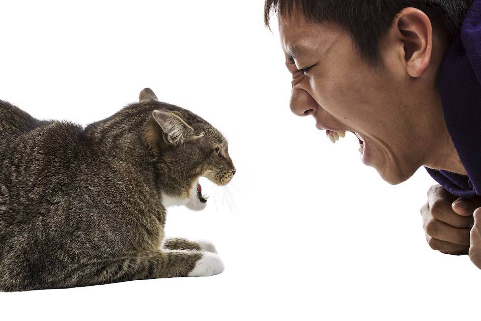 Как отучить кота кусаться и царапаться [пошаговая инструкция]