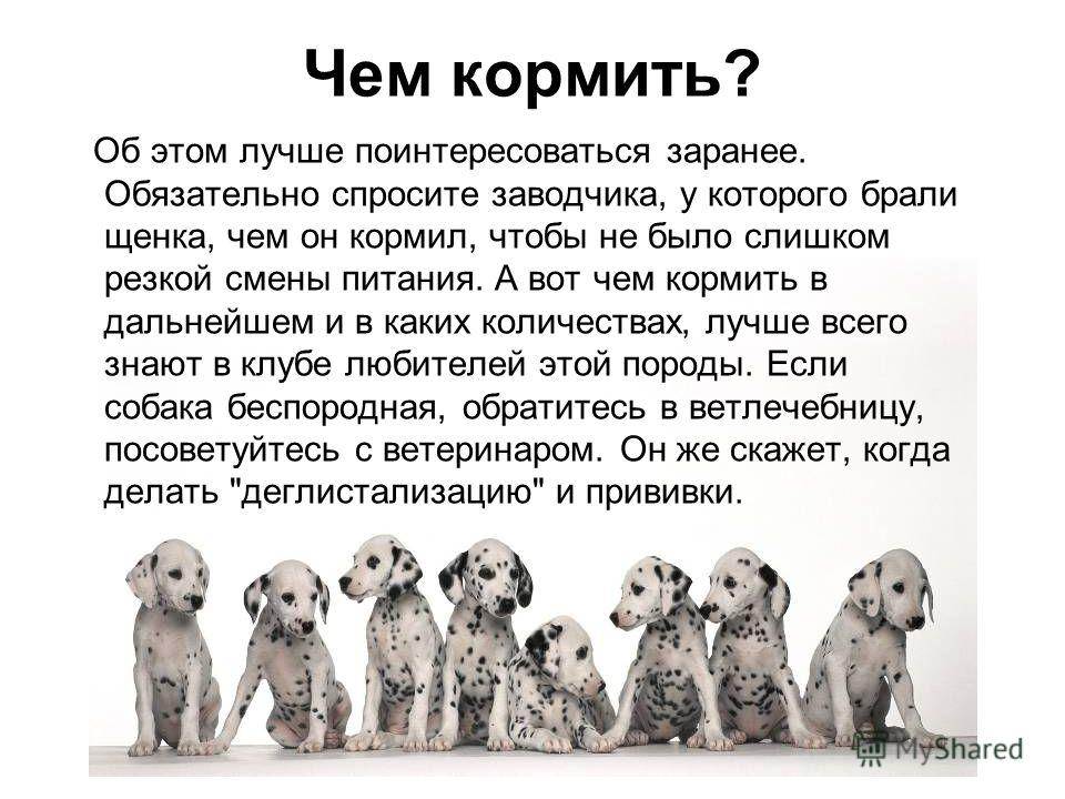 ᐉ щенок один дома - ➡ motildazoo.ru